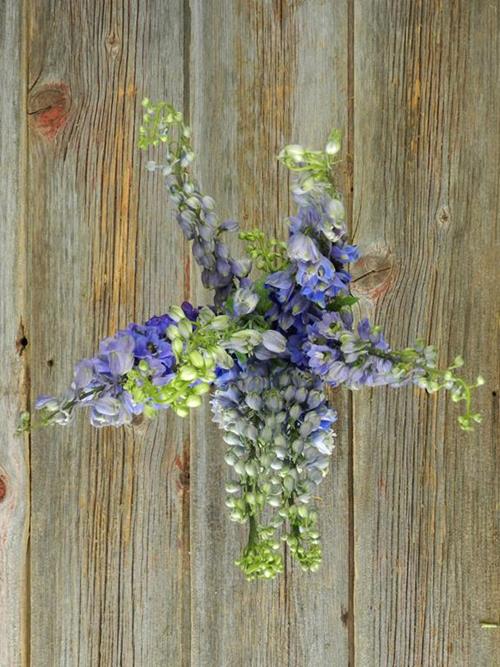 HYBRID  DARK BLUE DELPHINIUM